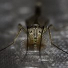 Pest mosqito type#001